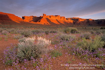 Picture: Sunrise light on red rock mesa over desert wildflowers bloom in spring, Valley of the Gods, Utah