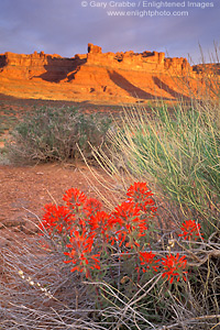 Photo: Desert sunrise on red rock sandstone mesa cliff over red Indian Paintbruch flower in spring, Valley of the Gods, Utah