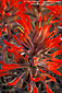 Picture: Detail, Indian Paintbrush; red desert wildflower blooming in spring, Valley of the Gods, Utah