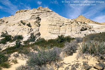 Image: Desert flora below Whiterocks Ampetheater, Snow Canyon State Park, near St. George, Utah's Dixie, Utah