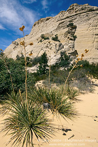 Image: Deset flora below white sandstone cliffs, Snow Canyon State Park, near St. George, Utah's Dixie, Utah