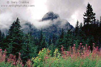 Storm clouds shroud mountain peak over forest and wildflowers, Mount Baker National Recreation Area, Cascade Mountain Range, Washington