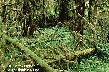 Hoh Rainforest, Hoh River Valley, Olympic National Park, Olympic Peninsula, Washington