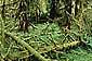 Hoh Rainforest, Hoh River Valley, Olympic National Park, Olympic Peninsula, Washington