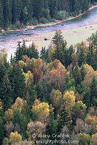 Fall colors on trees beside the Snake River, Grand Teton National Park, Wyoming
