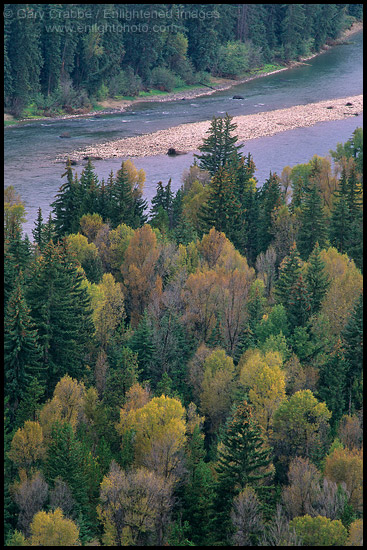 Photo: Aspen trees and pines in early fall along the banks of the Snake River, Grand Teton National Park, Wyoming