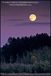Picture: Harvest moon rises at sunset over Aspen and Pine trees, Grand Teton Nat'l. Pk., WYOMING 