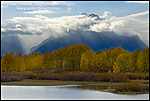 Picture: Aspen trees in fall below Mount Moran, at Oxbow Bend, Snake River, Grand Teton National Park, Wyoming 
