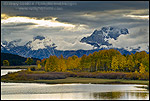 Aspen trees and fall storm clouds over Mount Moran, at Oxbow Bend, Snake River, Grand Teton National Park, Wyoming