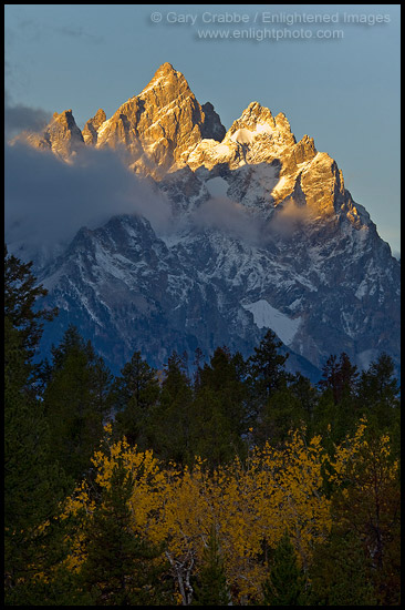 Aspen trees in fall below the Teton Range mountains at sunrise, Grand Teton National Park, Wyoming