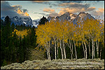 Picture of Aspen trees in fall below the Teton Range mountains at sunrise, Grand Teton National Park, Wyoming