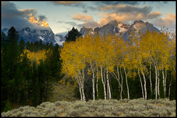 Photo: Aspen trees in fall below the Teton Range mountains at sunrise, Grand Teton National Park, Wyoming