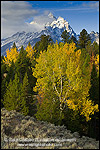 Picture: Aspen trees in autumn morning forest below the Grand Teton mountain, Grand Teton National Park, Wyoming 