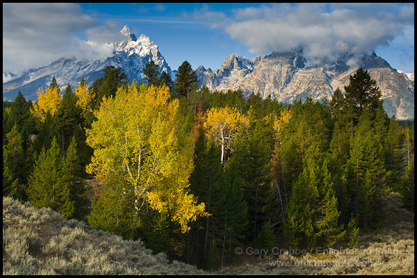 Aspen trees in autumn morning forest below the Grand Teton mountain, Grand Teton National Park, Wyoming