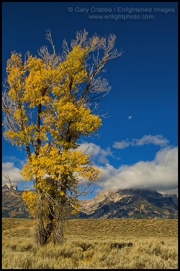 Photo: Moon over mountains and golden leaves on Cottonwood tree in fall, Grand Teton National Park, Wyoming