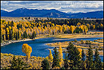 Picture: Fall colors on aspen and cottonwood trees along the Snake River, Grand Teton National Park, Wyoming 