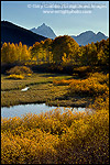 Golden autumn leaves in fall on trees below the Teton Range mountains, Grand Teton National Park, Wyoming