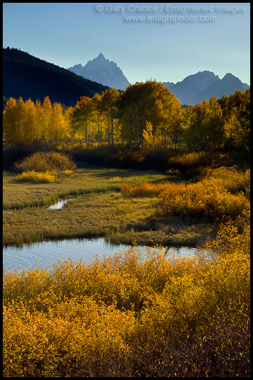 Golden autumn leaves in fall on trees below the Teton Range mountains, Grand Teton National Park, Wyoming