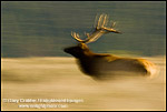 Picture: Bull Elk running through grass field, Grand Teton National Park, Wyoming 