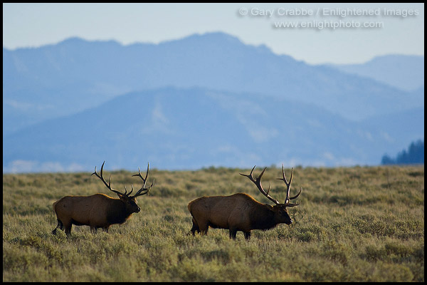 Photo: Two Bull Elk walking on the prairie, Grand Teton National Park, Wyoming