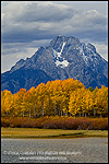 Golden Aspen trees in autumn below Mount Moran, at Oxbow Bend, Grand Teton National Park, Wyoming