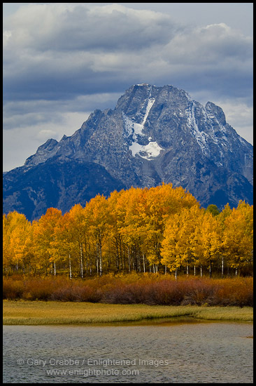 Golden Aspen trees in autumn below Mount Moran, at Oxbow Bend, Grand Teton National Park, Wyoming