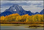Picture: Golden Aspen trees in autumn below Mount Moran, at Oxbow Bend, Grand Teton National Park, Wyoming 