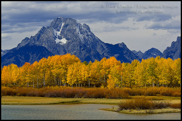 Photo: Golden Aspen trees in autumn below Mount Moran, at Oxbow Bend, Grand Teton National Park, Wyoming