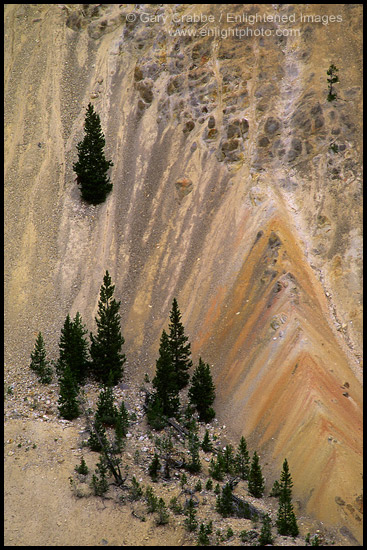 Photo: Trees growing on volcanic cliff, Yellowstone National Park, Wyoming