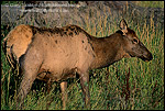 Photo: Female Elk, near West Yellowstone, Yellowstone National Park, Wyoming