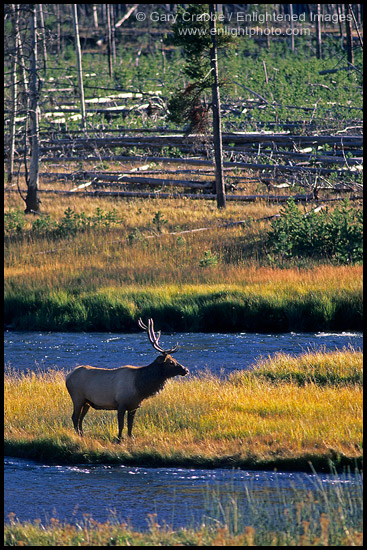 Photo: Bull Elk along the Madison River, Yellowstone National Park, Wyoming