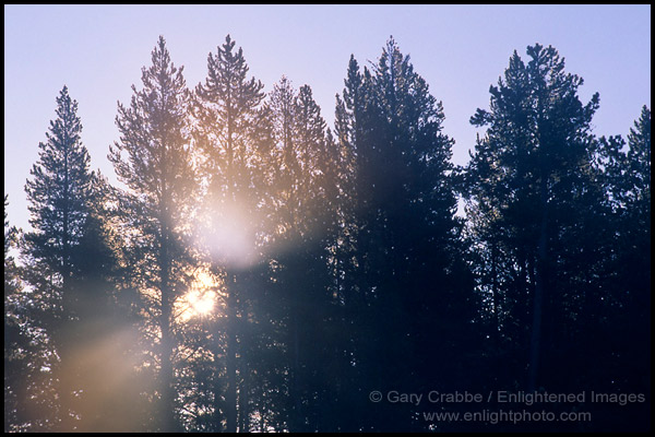 Photo: Sunbeams through pine trees on a cold fall morning, Yellowstone National Park, Wyoming