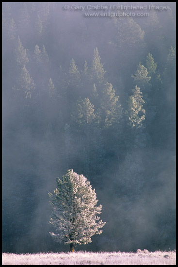 Photo: Ice fog & frost on grass & tree, on a cold autumn morning, Hayden Valley, Yellowstone National Park, Wyoming