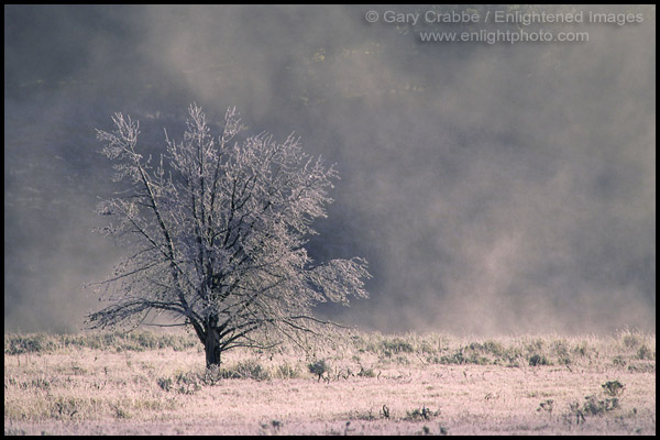Photo: Ice fog & frost on tree on a cold autumn morning, Hayden Valley,, Yellowstone National Park, Wyoming