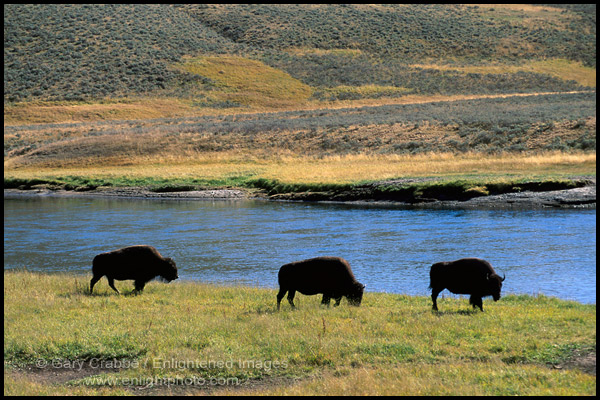 Photo: Buffalo grazing by stream in the Hayden Valley, Yellowstone National Park, Wyoming