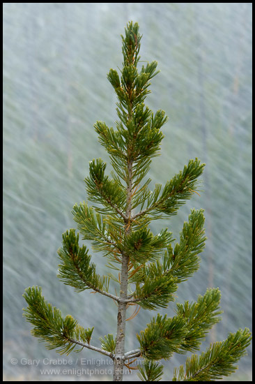 Photo: Pine tree in an early fall snow storm, Yellowstone National Park, Wyoming
