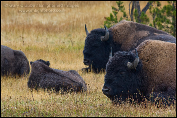 Photo: American Bison Buffalo herd in the rain, Yellowstone National Park, Wyoming