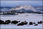 Photo: Buffalo (bison) herd in meadow at dawn after fall storm, near Lower Geyser Basin, Yellowstone National Park, Wyoming