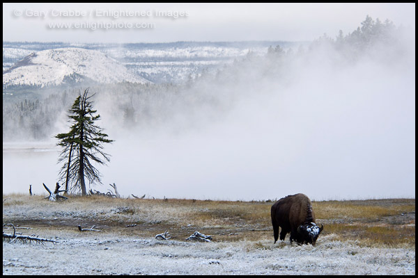 Photo: American Bison Buffalo at Firehole Lake after a fall snow storm, Yellowstone National Park, Wyoming