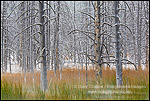 Photo: Burnt tree trunks and grass after a fall snow storm, near Midway, near Firehole Lake Drive, Yellowstone National Park, Wyoming