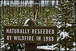 Photo: Sign about regrowth of trees in forest after wildfire, Yellowstone National Park, Wyoming