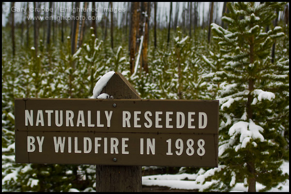 Photo: Sign about growth of trees after forest fire wildfire, Yellowstone National Park, Wyoming