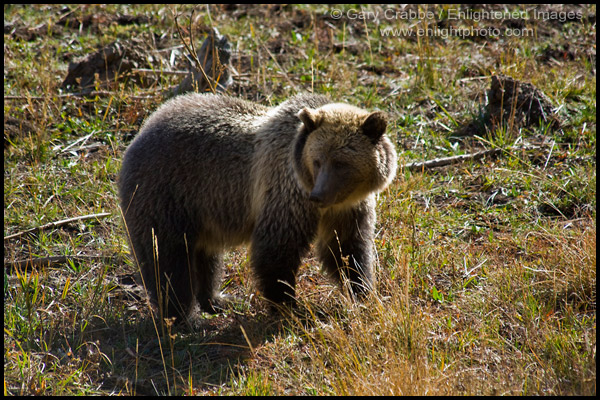 Photo: Grizzly Bear in grass field, Yellowstone National Park, Wyoming