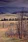 Burnt Trees and Golden Grass-Covered Hills, during a fall storm, Tower-Roosevelt Area, Yellowstone National Park, Wyoming