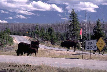 Buffalo and "Road Closed"  sign near Old Faithful, Yellowstone National Park, Wyoming