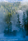 Morning Mist rising over Pine Trees, Yellowstone River, Yellowstone National Park, Wyoming