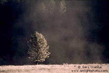 Morning frost and fog and lone tree in fall, Hayden Valley, Yellowstone National Park, Wyoming