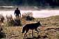 Coyote and tourist, Yellowstone River, Yellowstone National Park, Wyoming